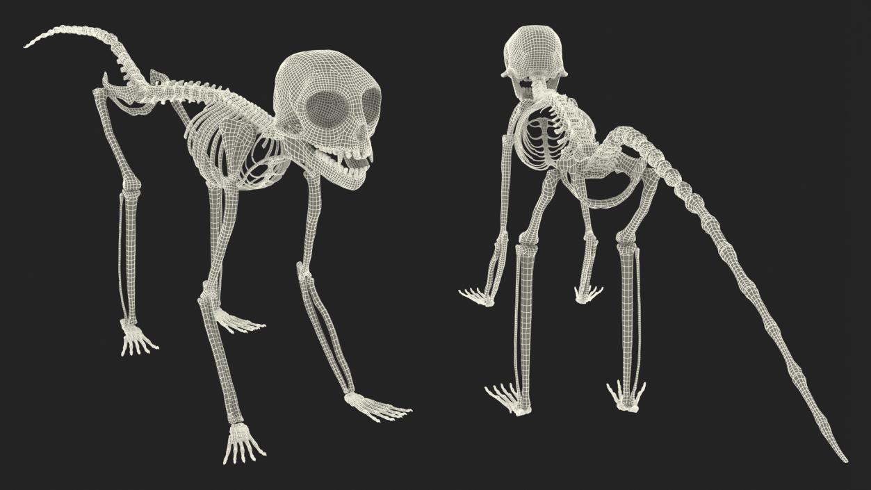 Geoffroys Marmoset Skeleton Rigged 3D model