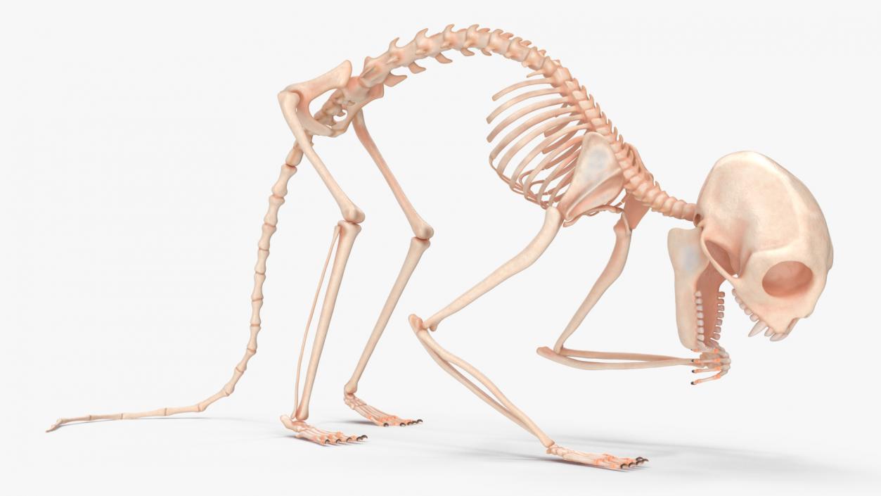 Geoffroys Marmoset Skeleton Rigged 3D model