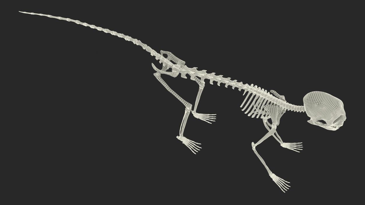 Geoffroys Marmoset Skeleton Rigged 3D model