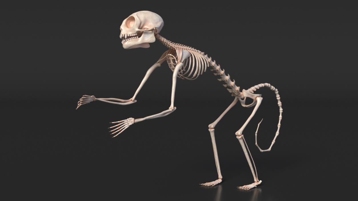 Geoffroys Marmoset Skeleton Rigged 3D model