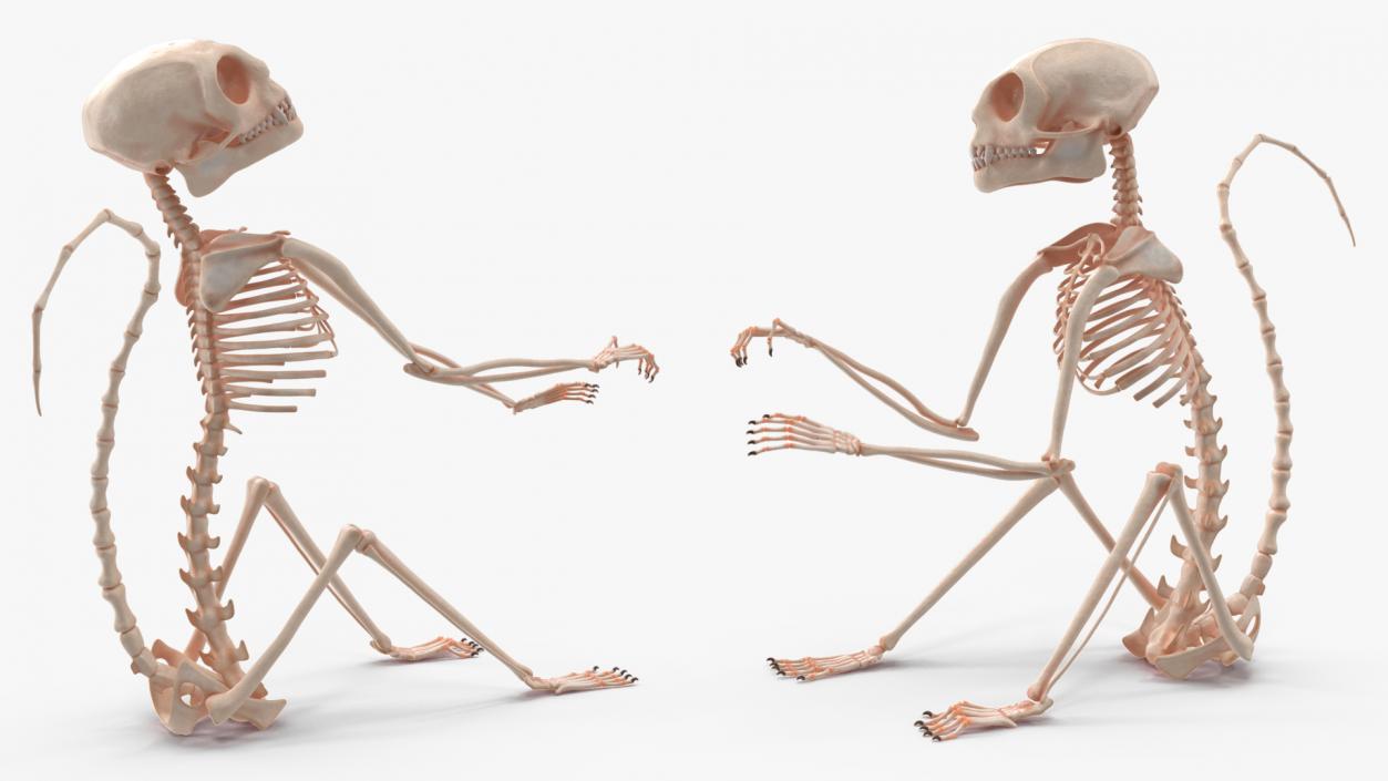 Geoffroys Marmoset Skeleton Rigged 3D model