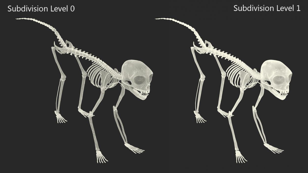 Geoffroys Marmoset Skeleton Rigged 3D model