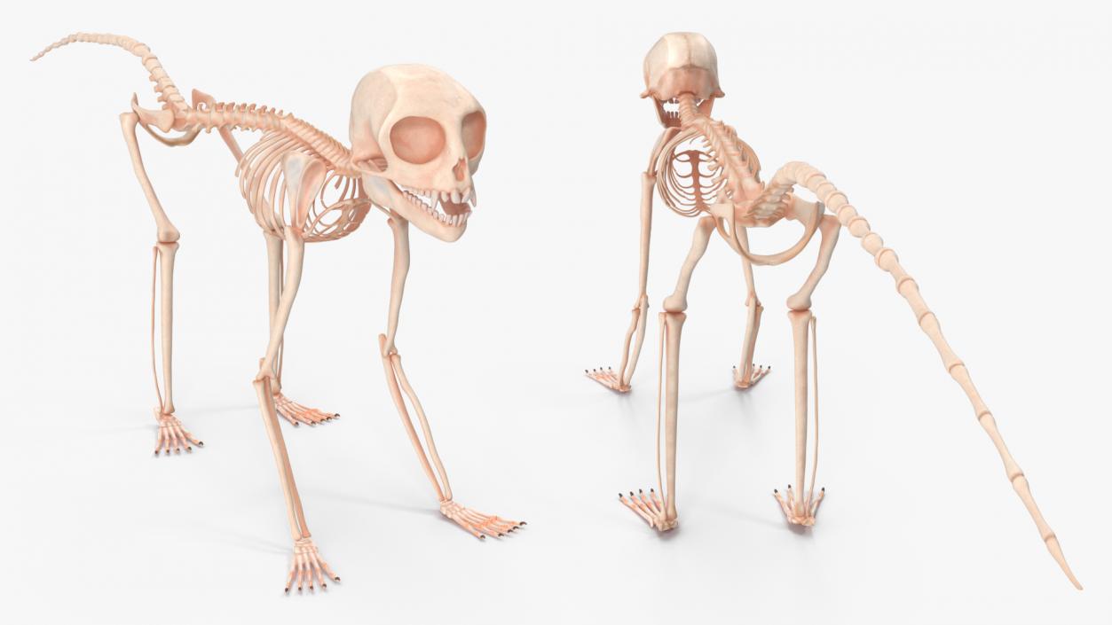 Geoffroys Marmoset Skeleton Rigged 3D model