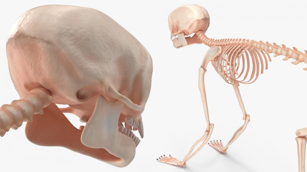 Geoffroys Marmoset Skeleton Rigged 3D model