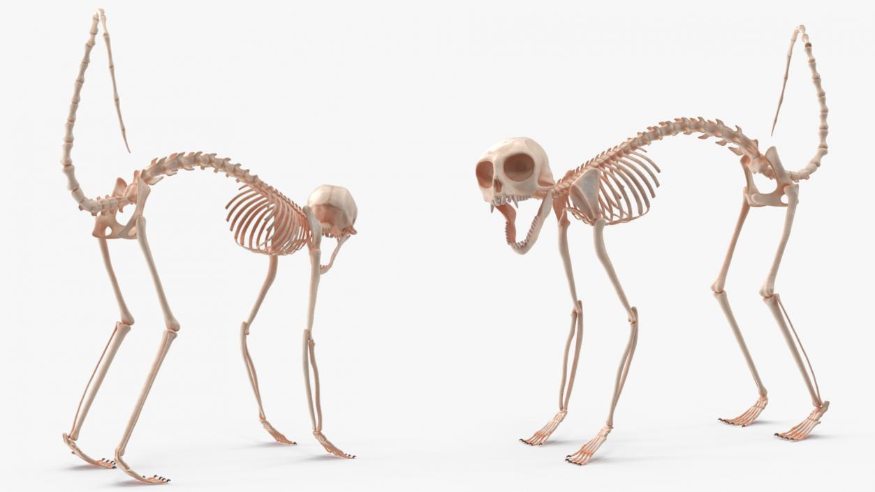 Geoffroys Marmoset Skeleton Rigged 3D model