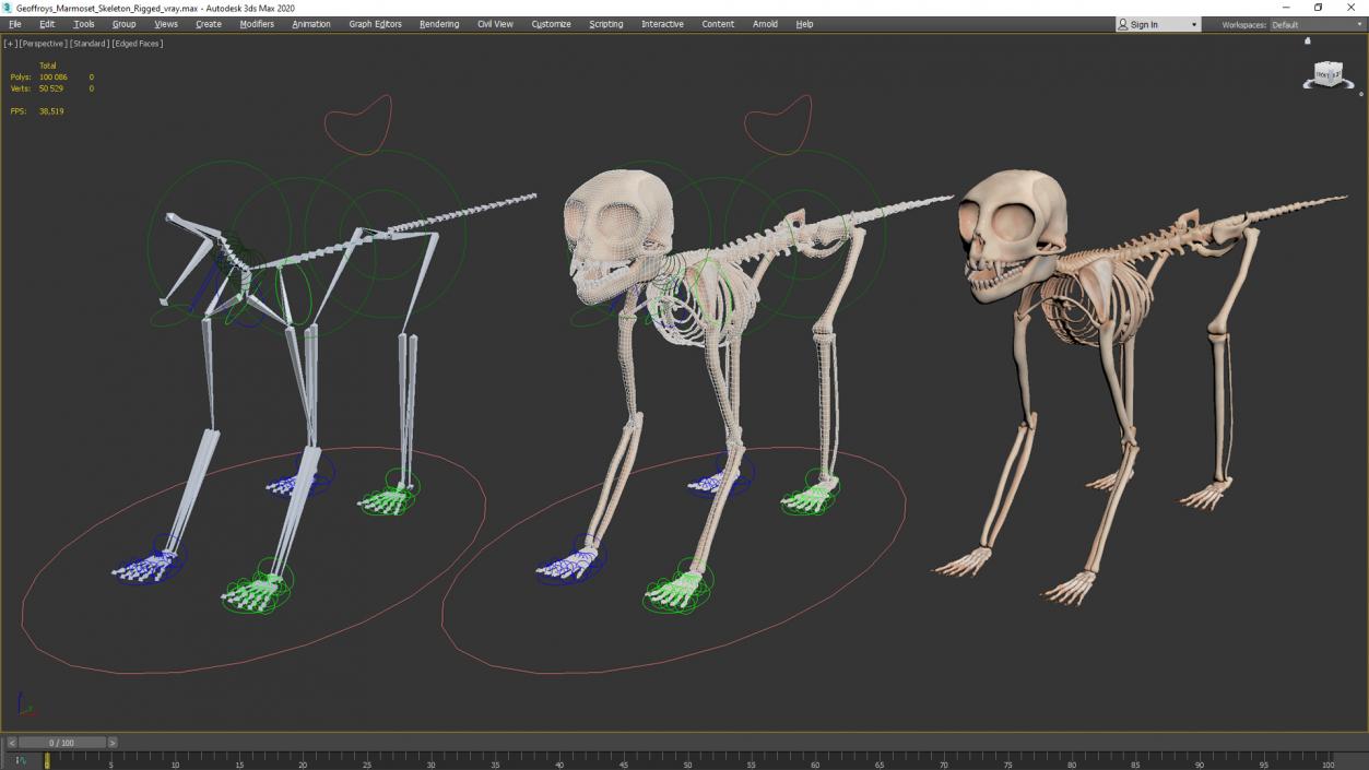 Geoffroys Marmoset Skeleton Rigged 3D model