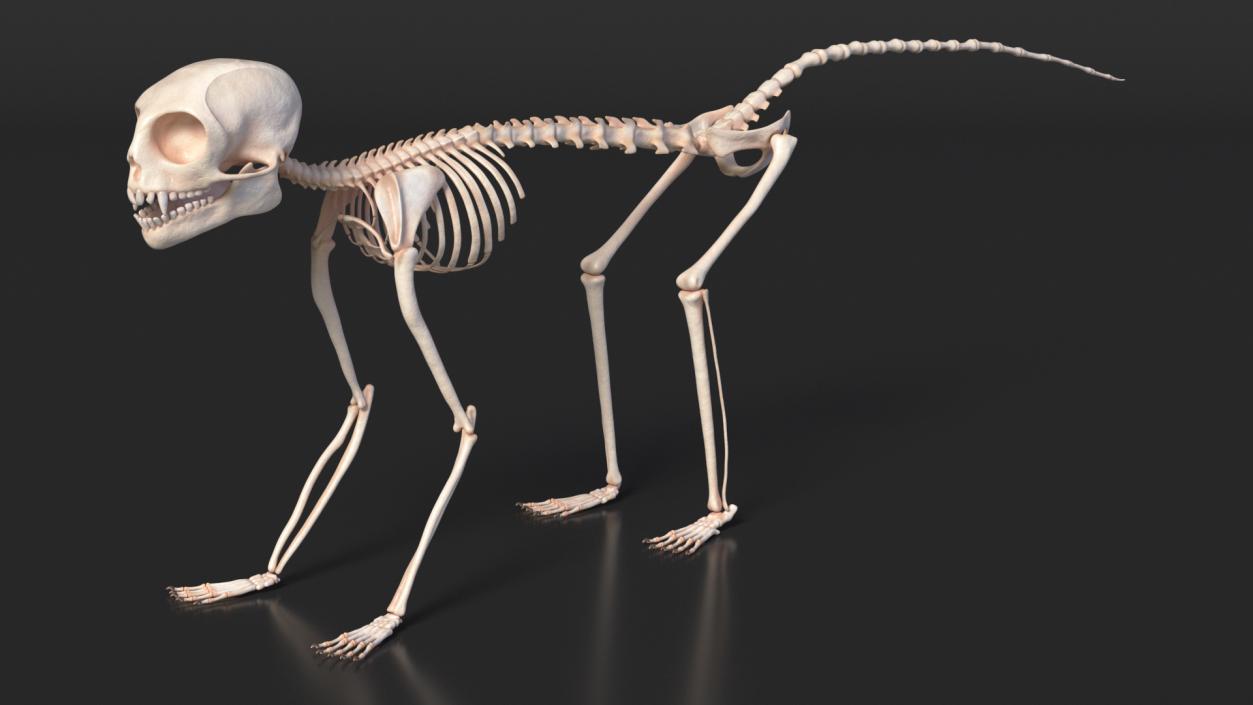 Geoffroys Marmoset Skeleton Rigged 3D model