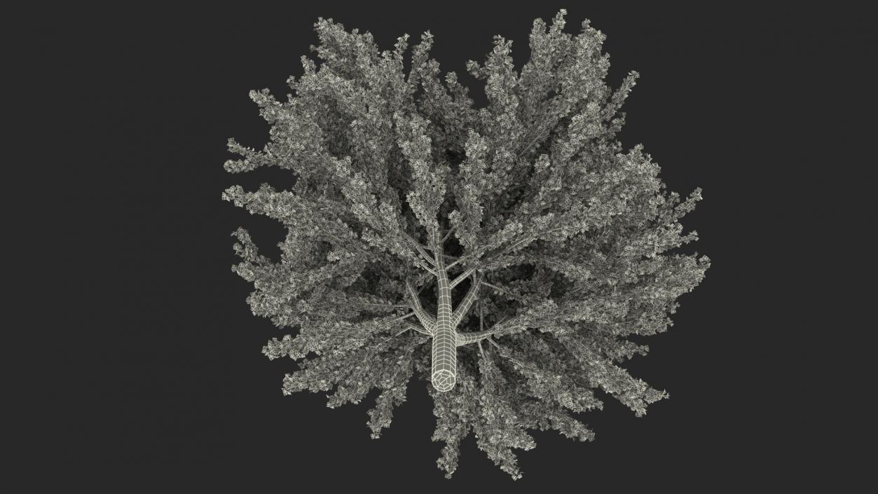 3D Ginkgo Tree Yellow model