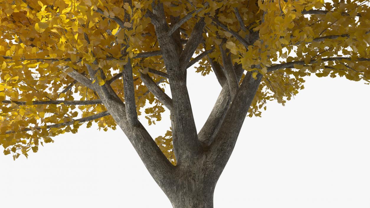 3D Ginkgo Tree Yellow model