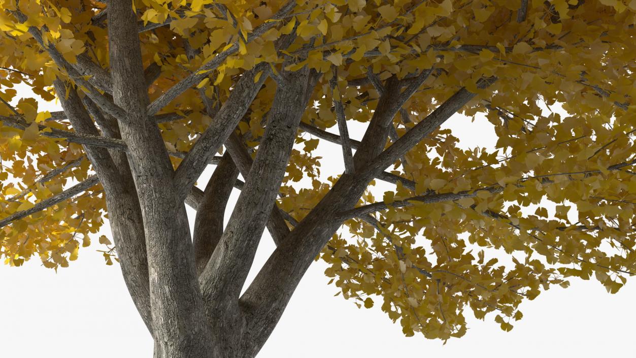 3D Ginkgo Tree Yellow model