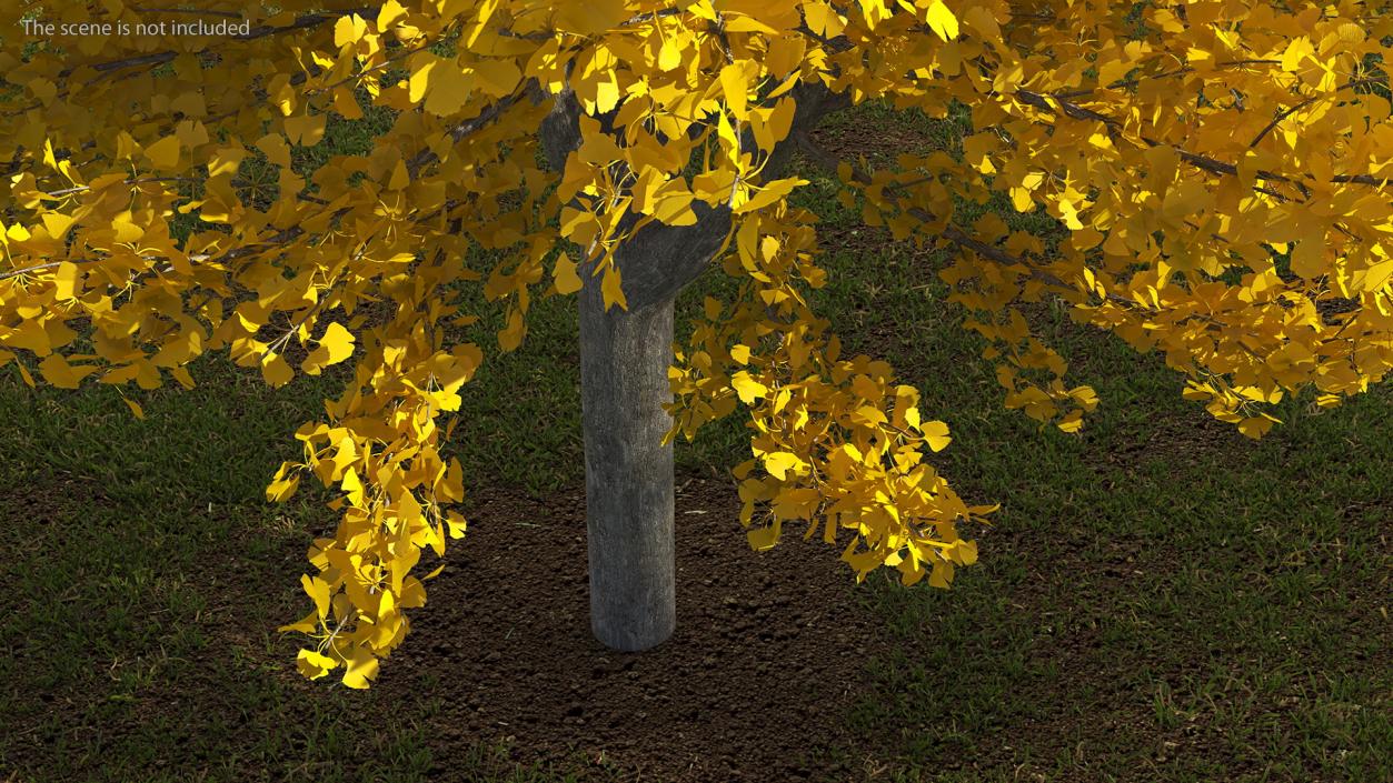 3D Ginkgo Tree Yellow model