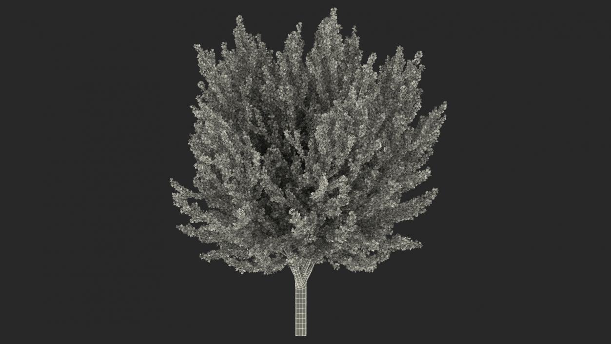 3D Ginkgo Tree Yellow model