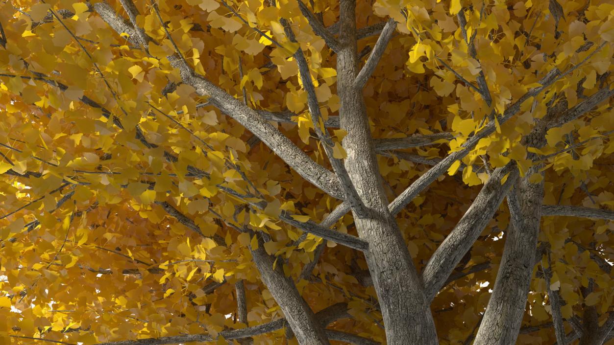 3D Ginkgo Tree Yellow model