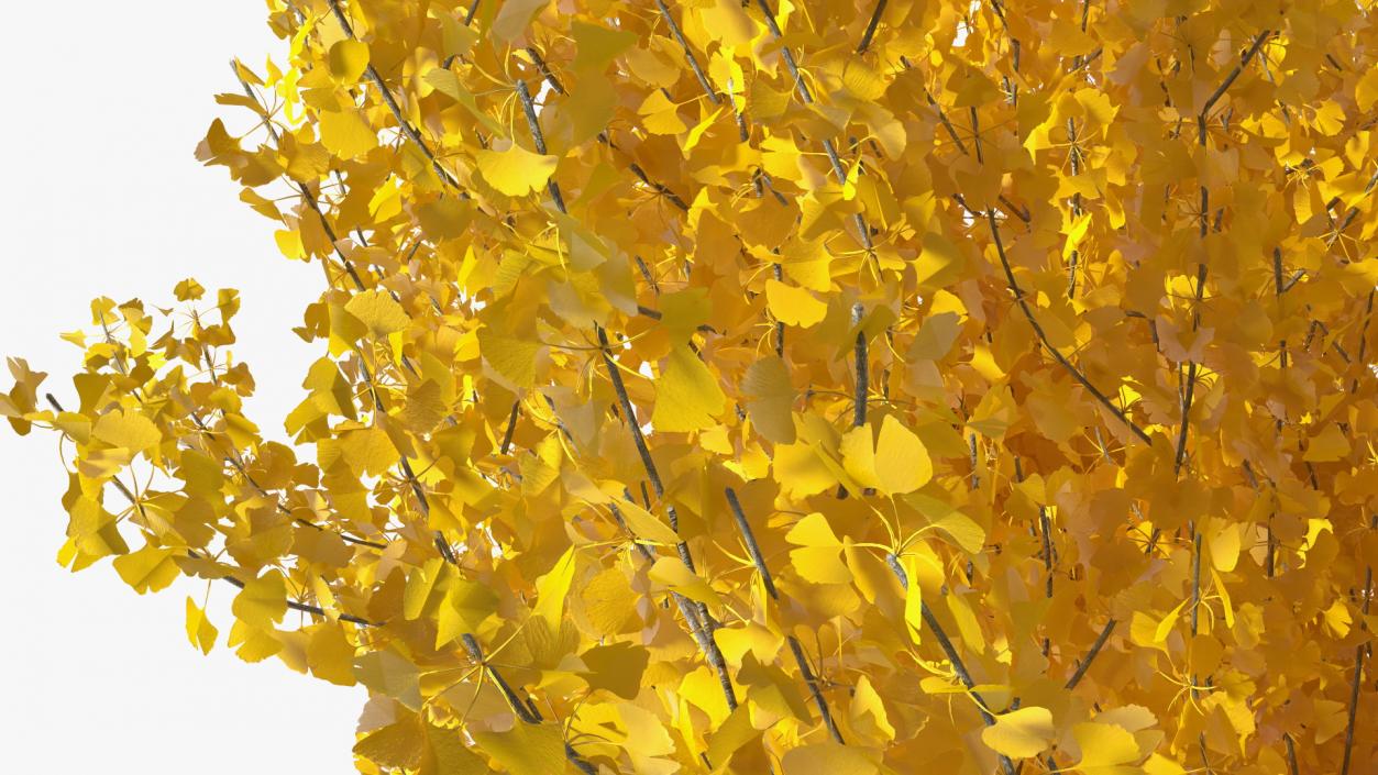 3D Ginkgo Tree Yellow model