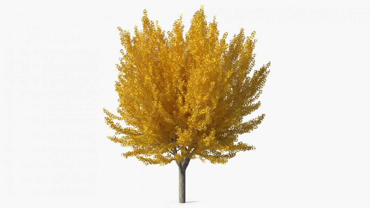 3D Ginkgo Tree Yellow model