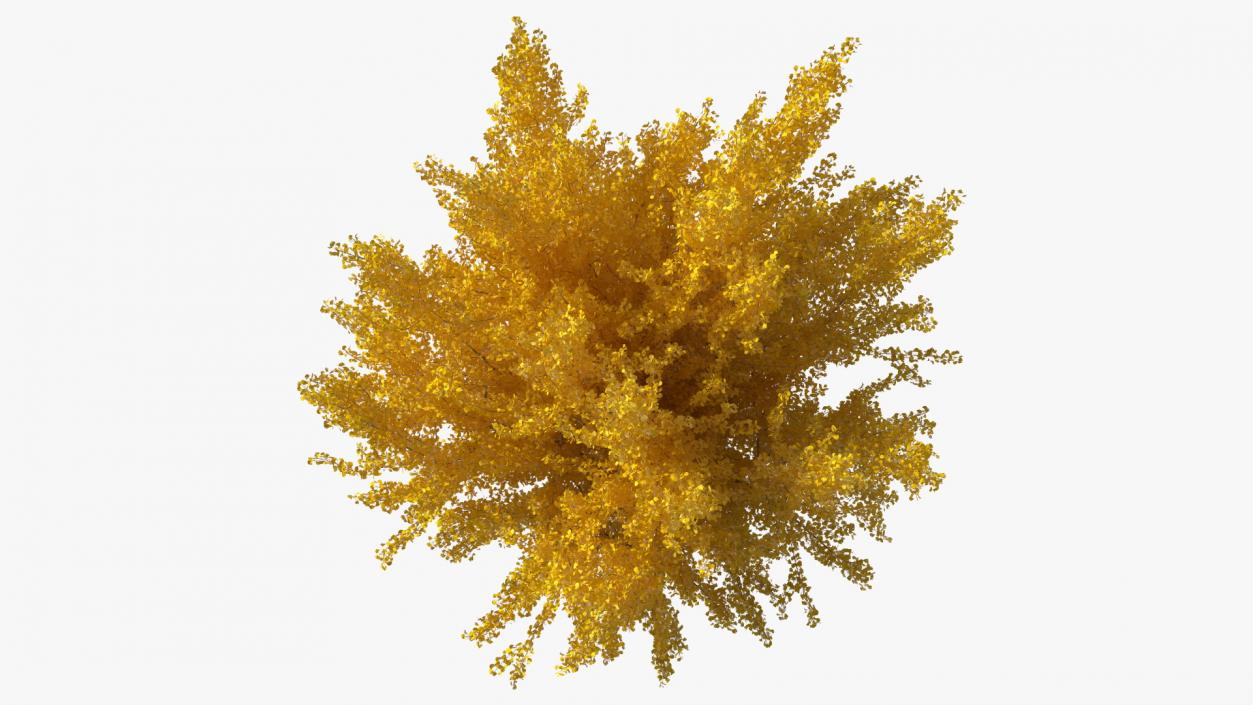 3D Ginkgo Tree Yellow model