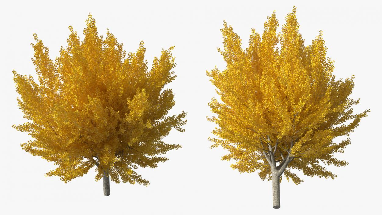 3D Ginkgo Tree Yellow model