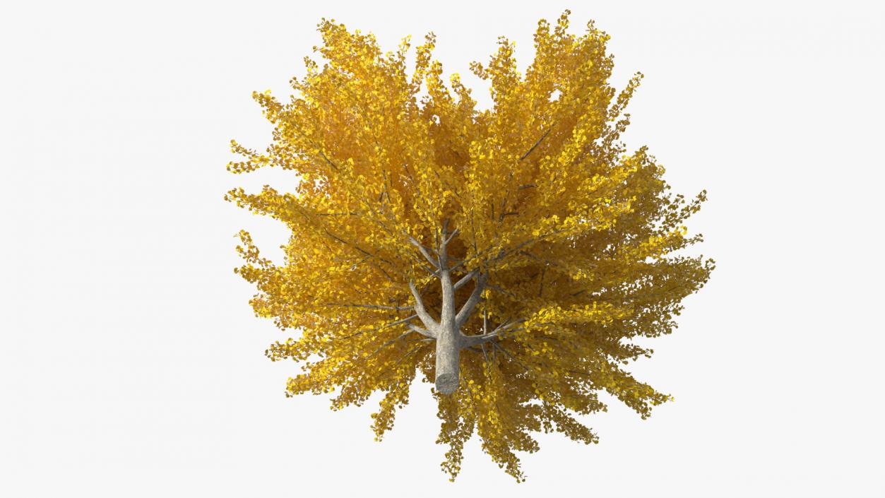 3D Ginkgo Tree Yellow model