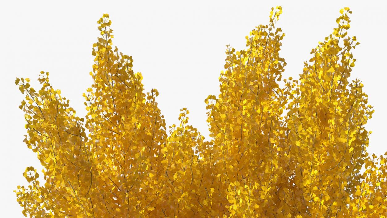 3D Ginkgo Tree Yellow model