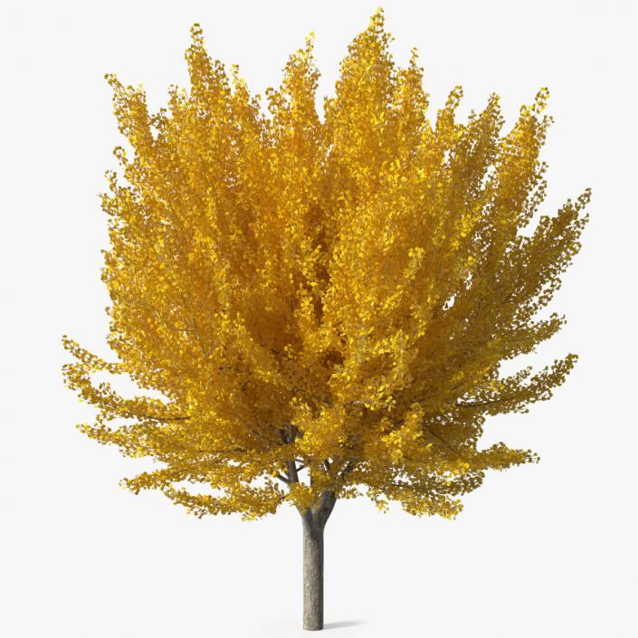 3D Ginkgo Tree Yellow model