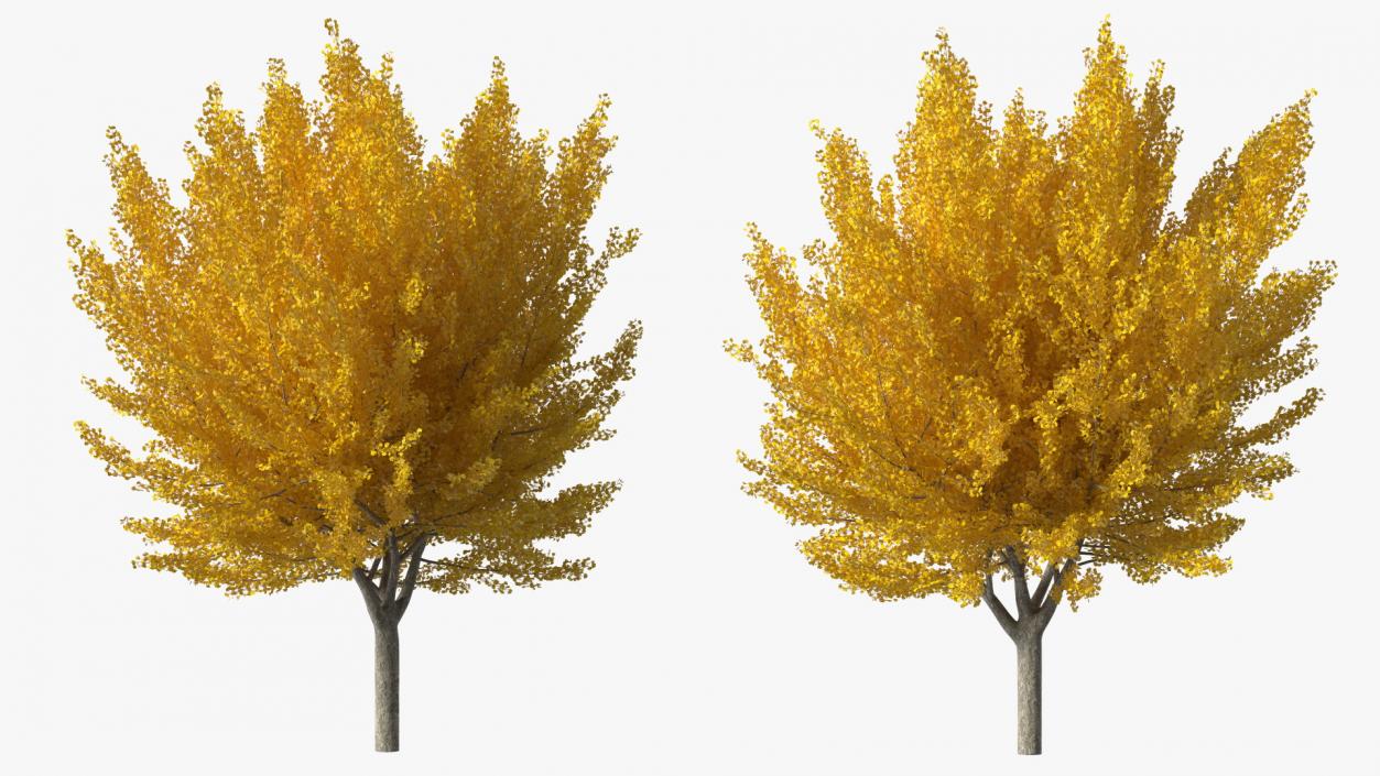 3D Ginkgo Tree Yellow model