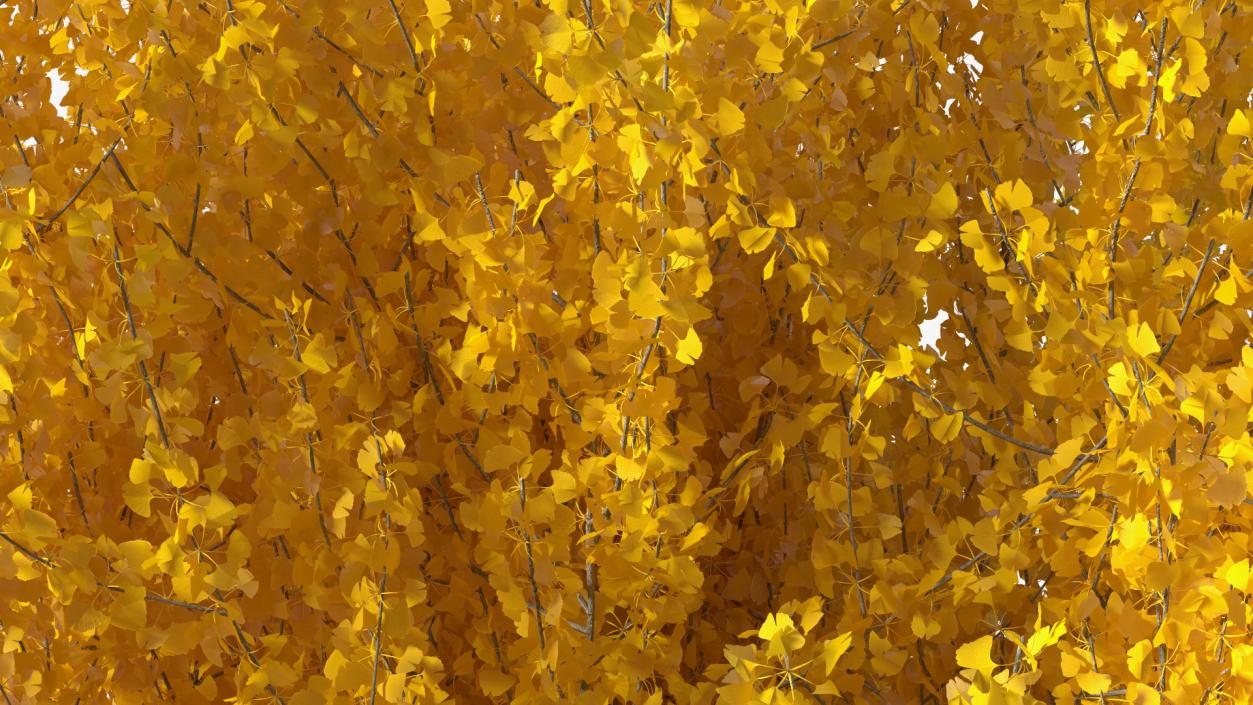 3D Ginkgo Tree Yellow model