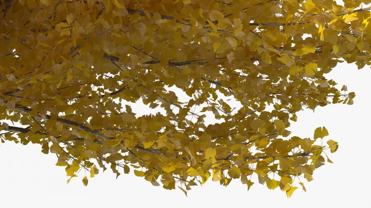 3D Ginkgo Tree Yellow model