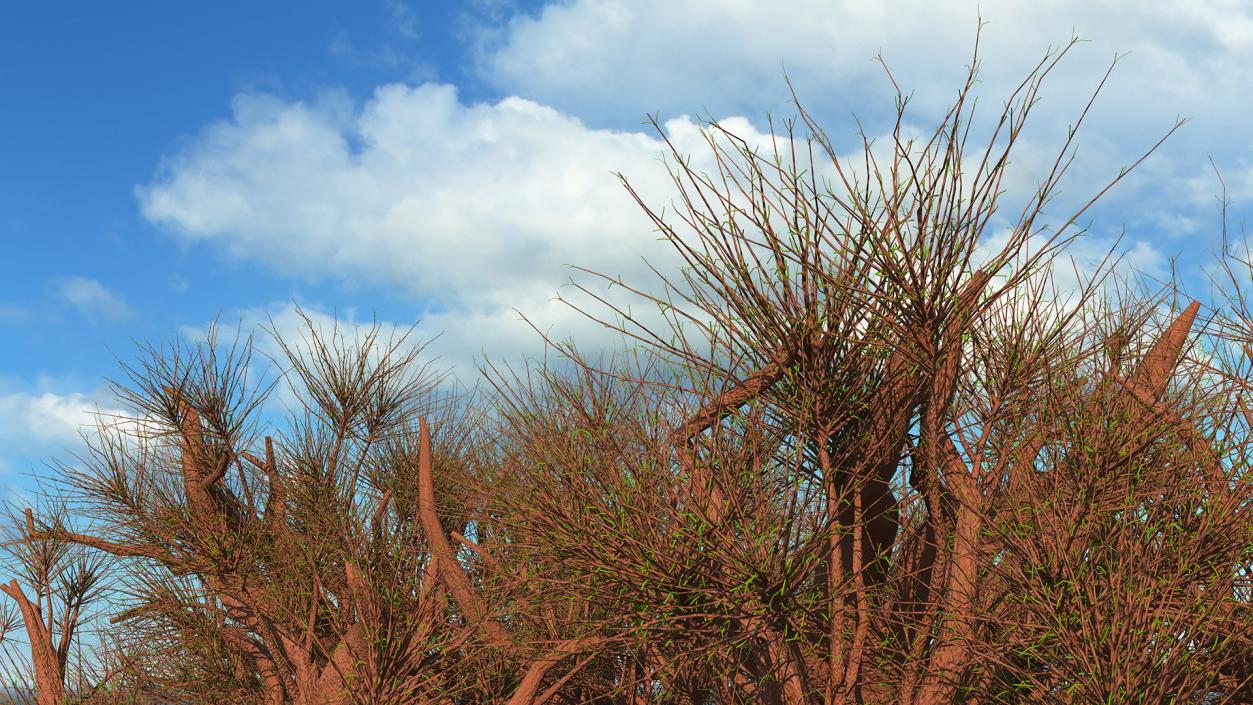 3D model Leafless Baobab