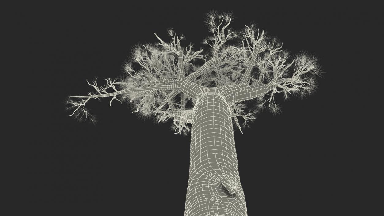 3D model Leafless Baobab