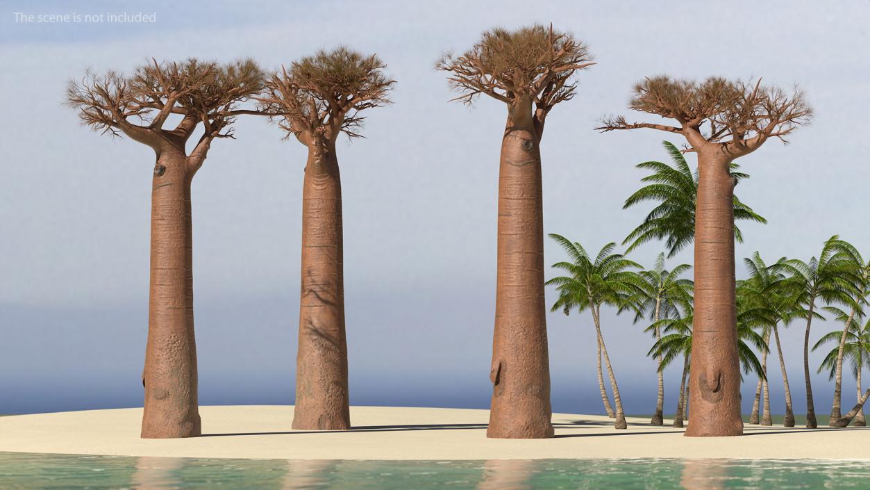 3D model Leafless Baobab