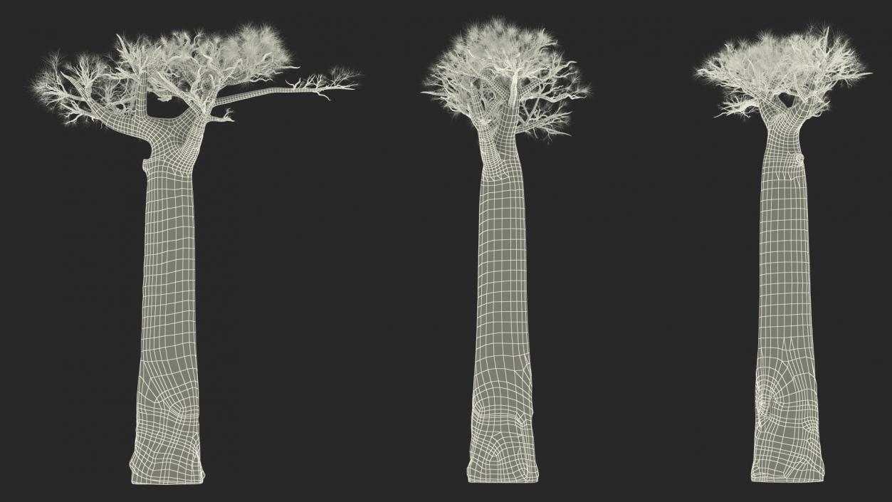 3D model Leafless Baobab