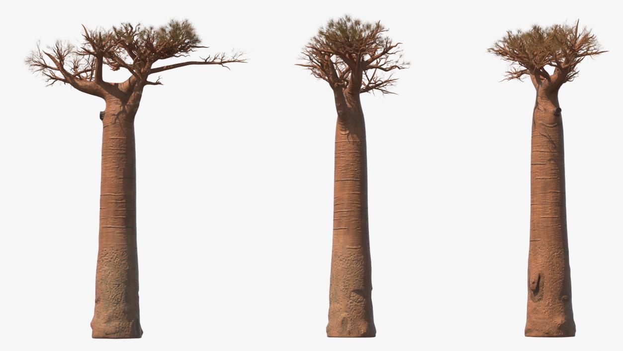 3D model Leafless Baobab