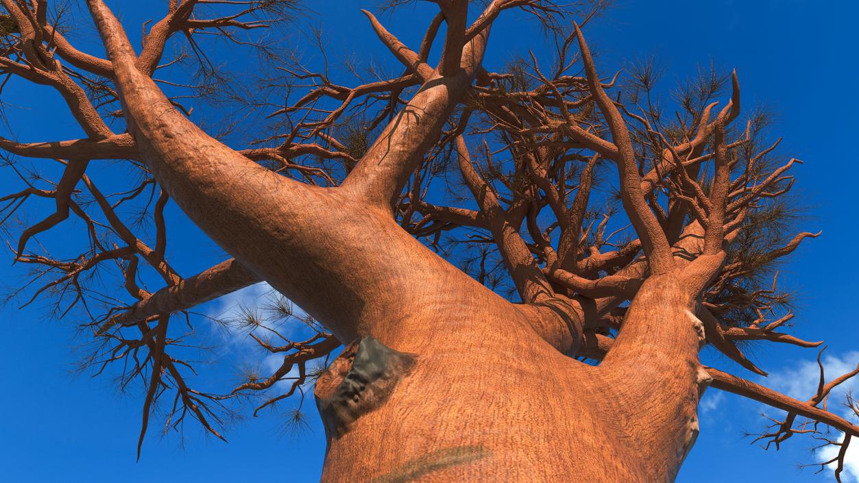 3D model Leafless Baobab