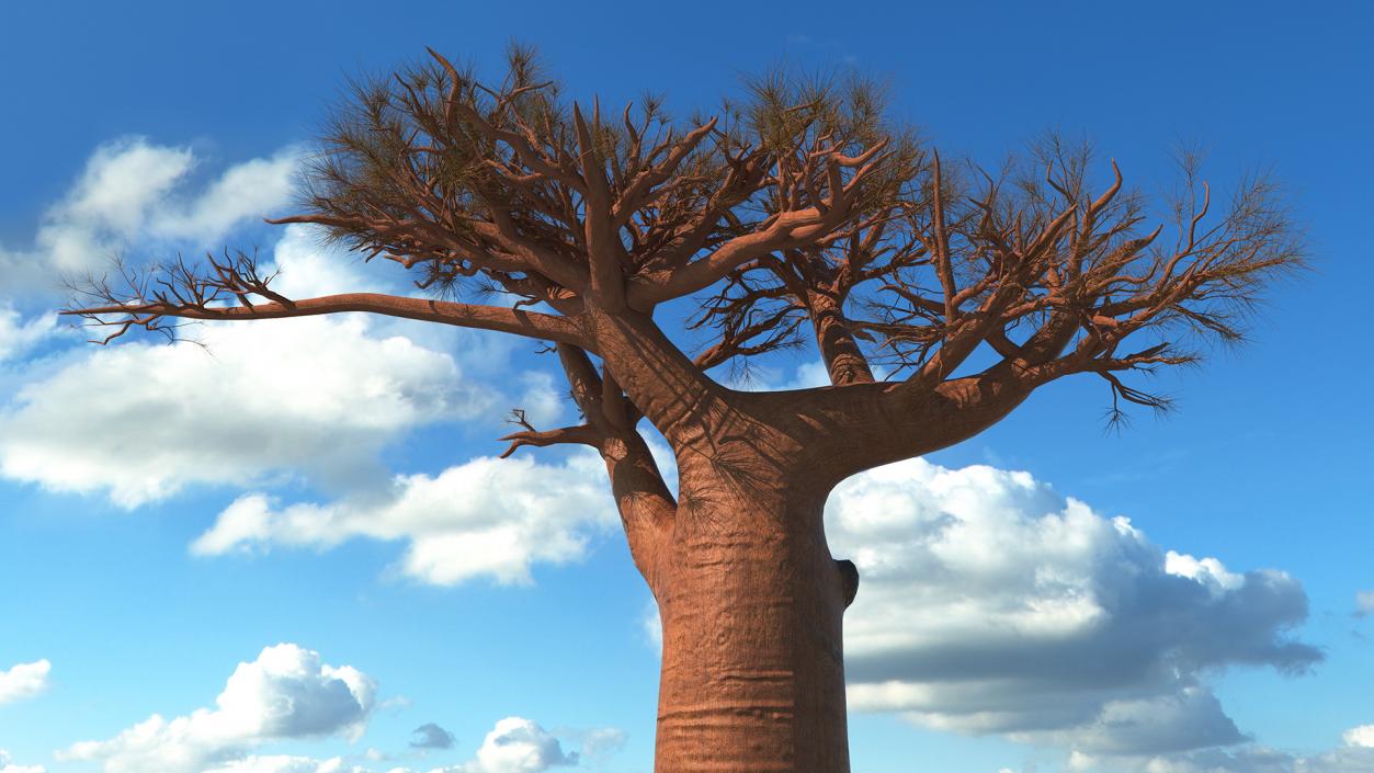 3D model Leafless Baobab