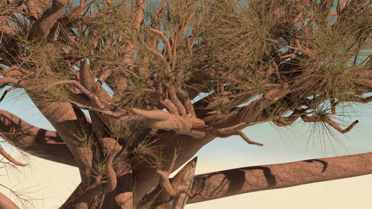 3D model Leafless Baobab