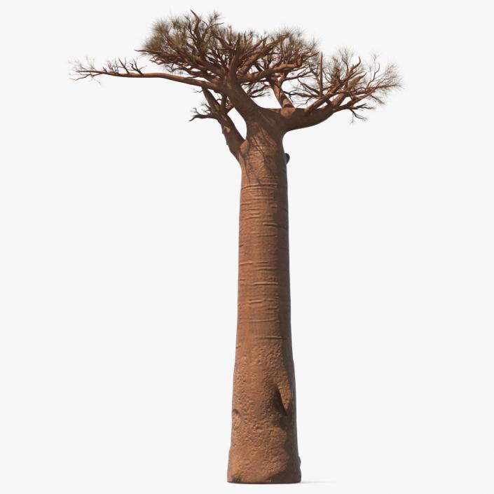 3D model Leafless Baobab