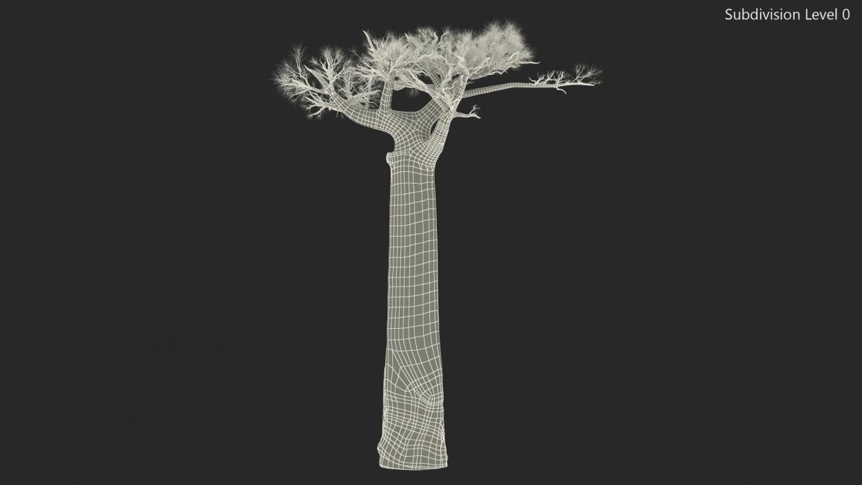 3D model Leafless Baobab