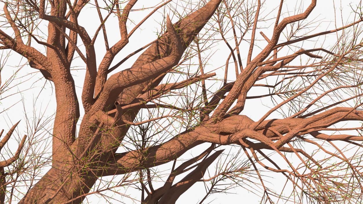 3D model Leafless Baobab