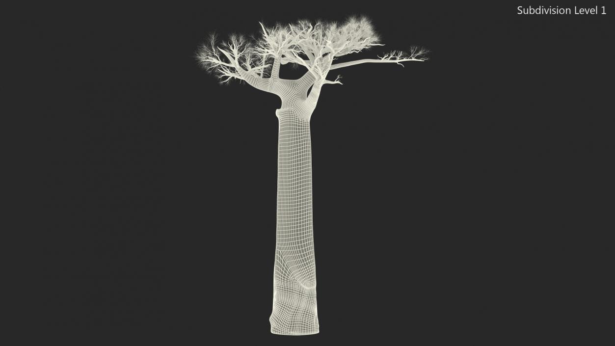 3D model Leafless Baobab