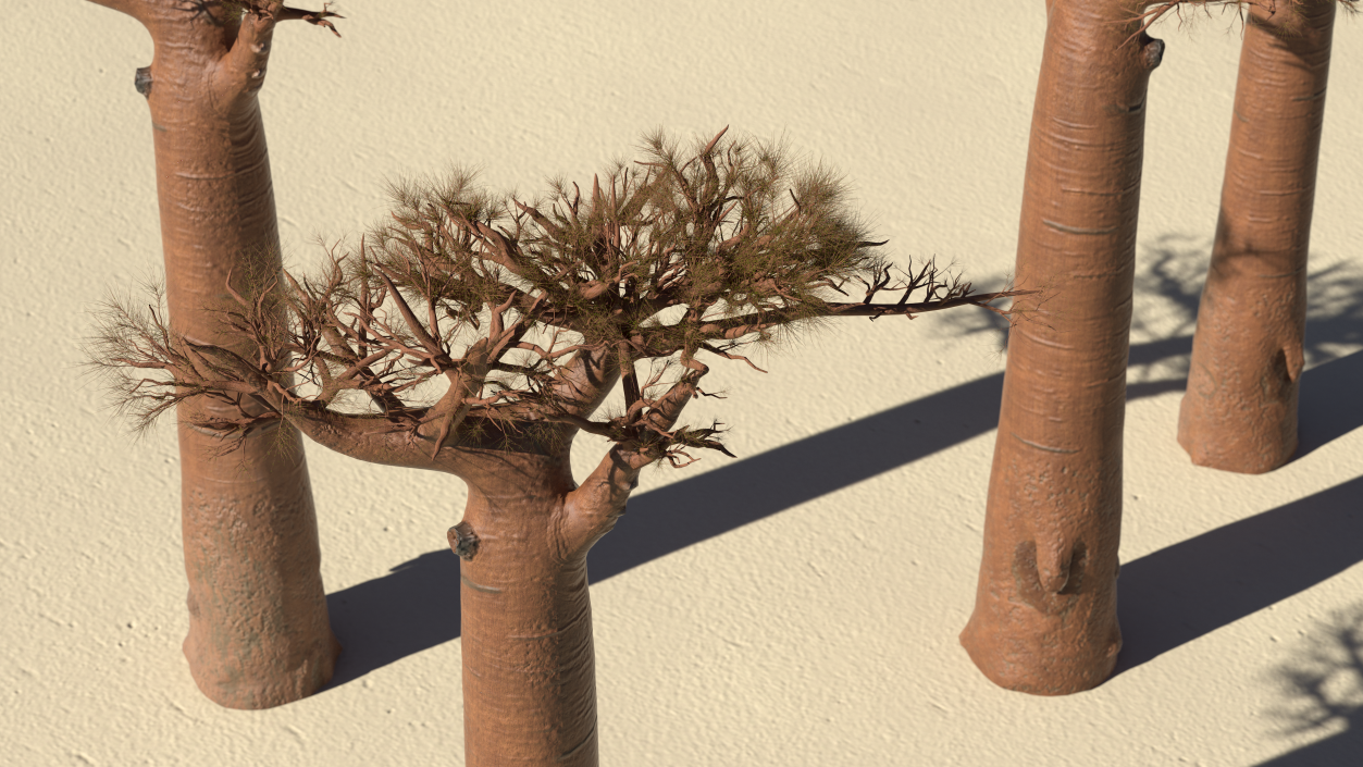 3D model Leafless Baobab