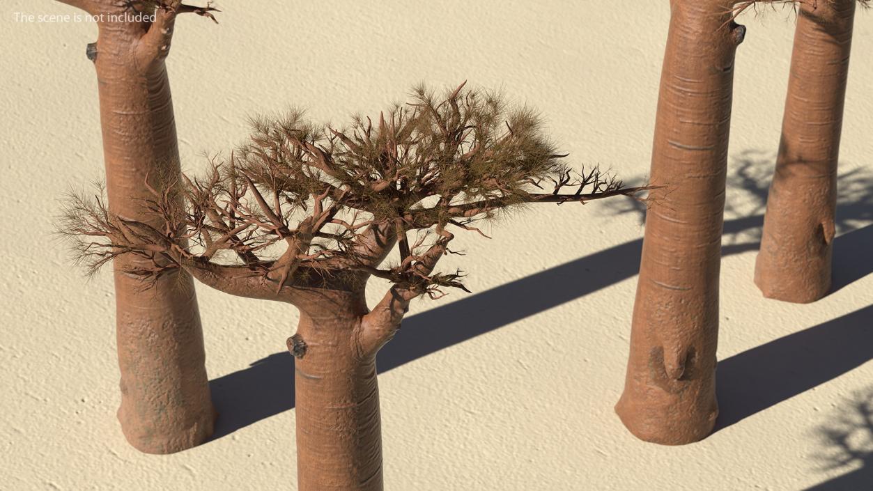 3D model Leafless Baobab