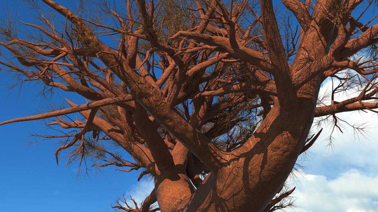 3D model Leafless Baobab