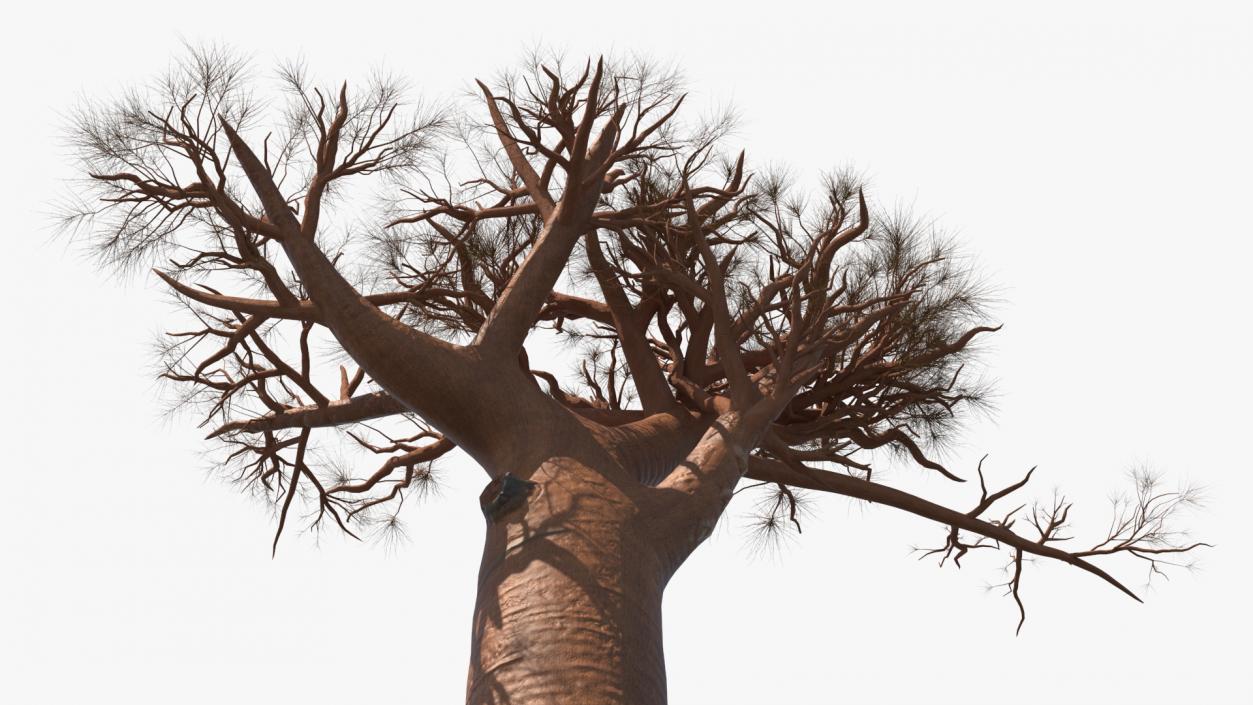 3D model Leafless Baobab