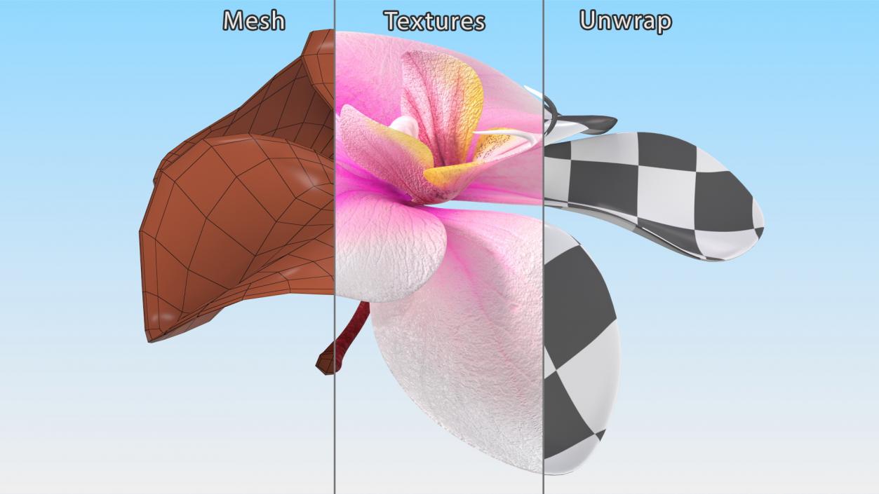 3D model Orchid Flower 2