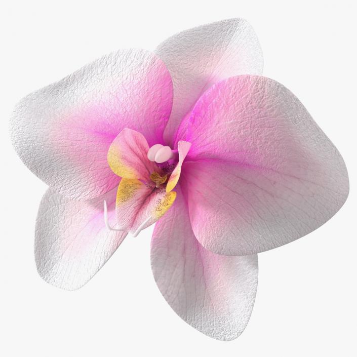 3D model Orchid Flower 2