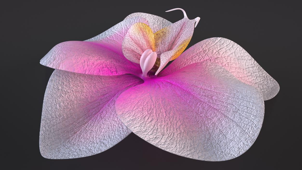 3D model Orchid Flower 2