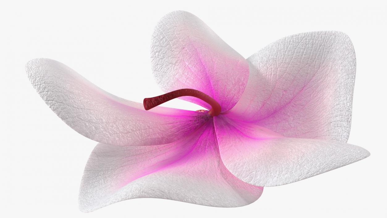 3D model Orchid Flower 2