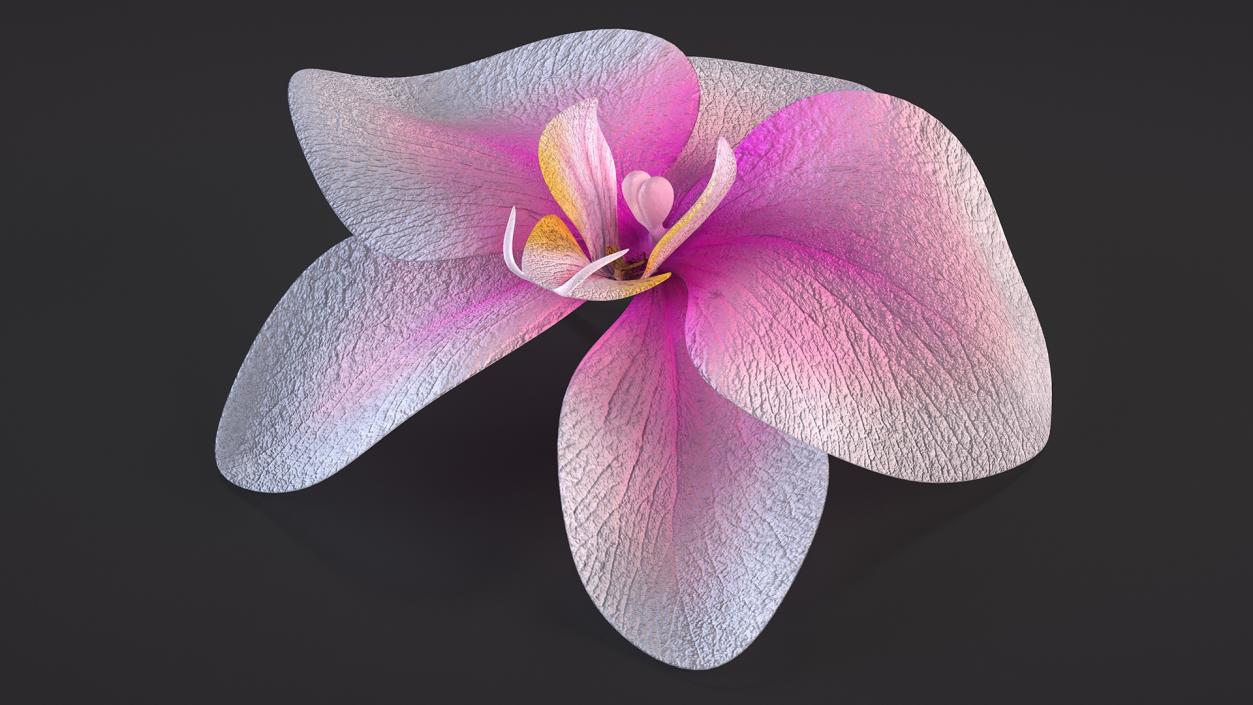 3D model Orchid Flower 2