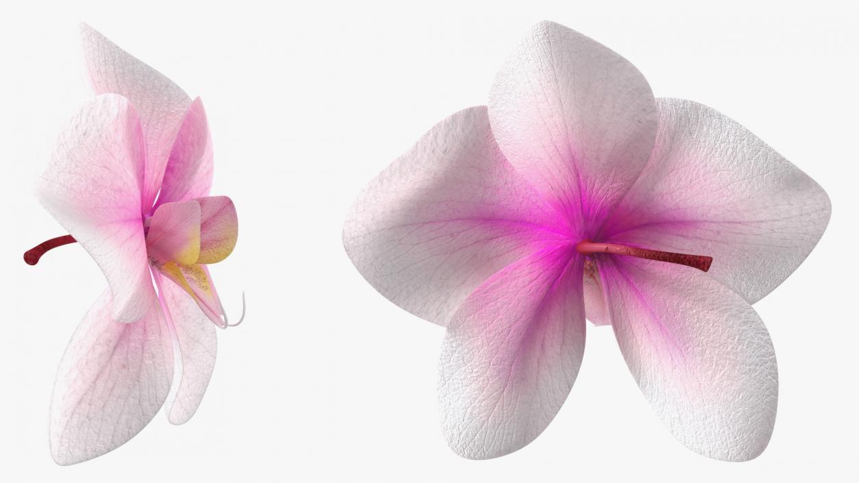 3D model Orchid Flower 2