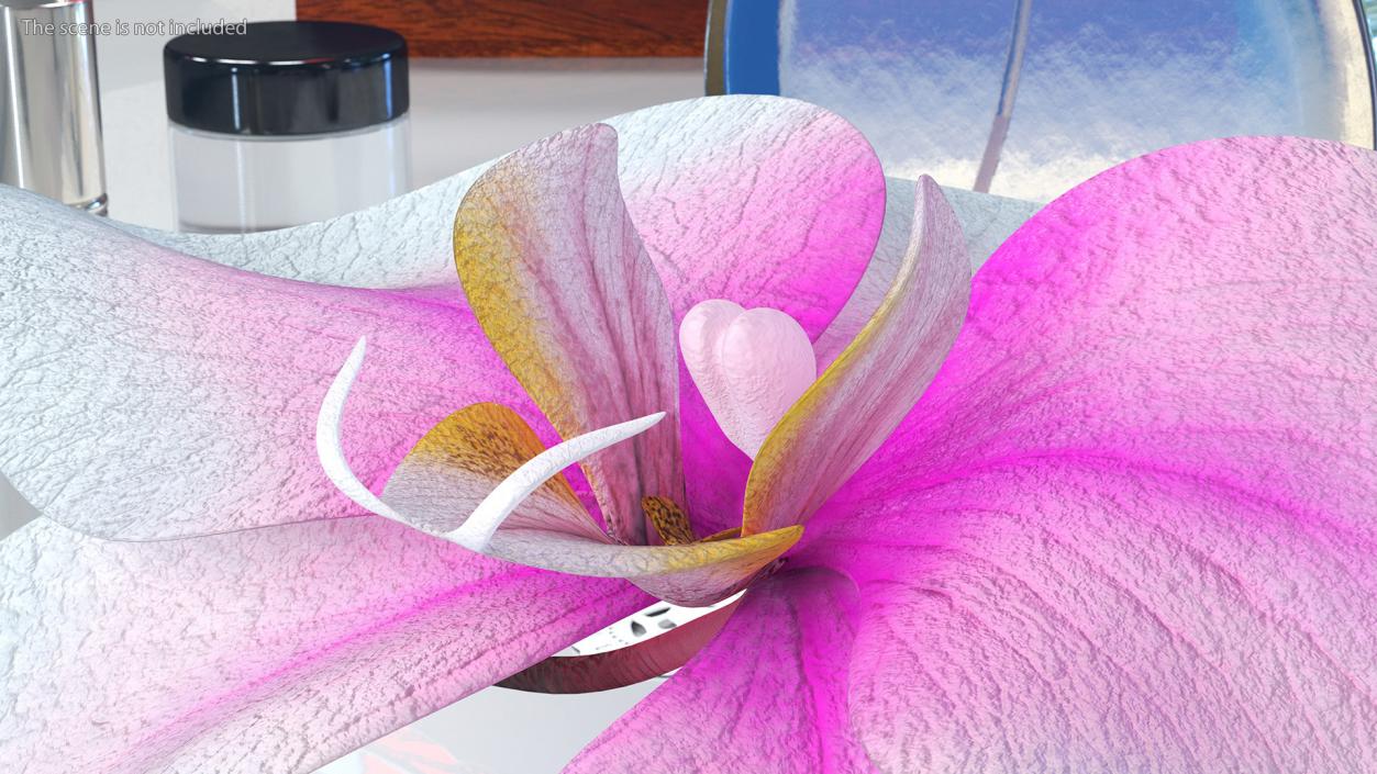 3D model Orchid Flower 2